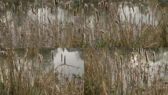 【4K】湿地的芦苇高清在线视频素材下载