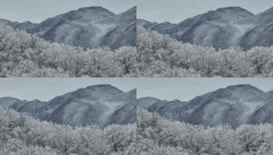 航拍湖北神农架原始森林群山冬季雪景雪松高清在线视频素材下载