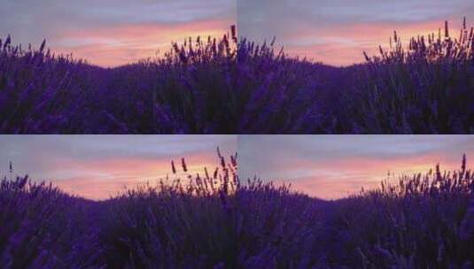 日出日落时分 美丽的薰衣草 香草园高清在线视频素材下载