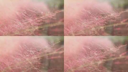 特写阳光下粉色的野草高清在线视频素材下载