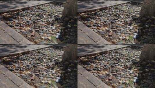 温柔的阳光照在路边的鹅卵石上面高清在线视频素材下载