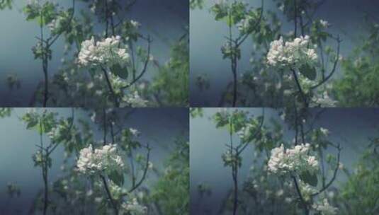 8k实拍海棠花唯美空镜高清在线视频素材下载