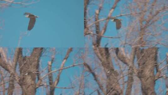 4k实拍头顶飞翔的夜鹭慢镜头高清在线视频素材下载