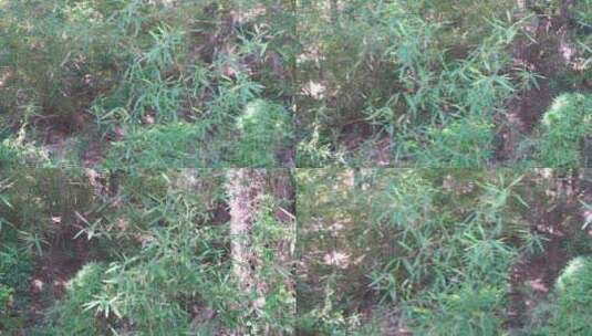 竹林山林树林树丛杂草野外深山竹子高清在线视频素材下载