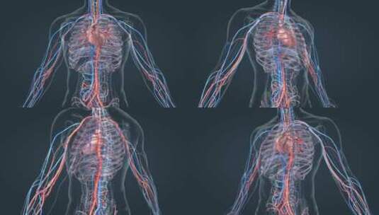 3D 医疗 医学 人体 解剖 三维 动画高清在线视频素材下载