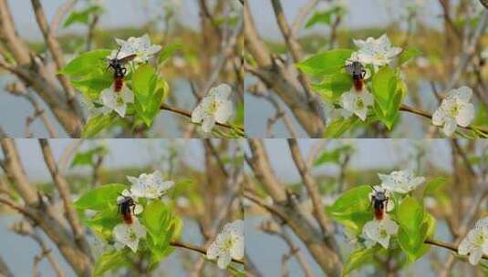 蜜蜂采花蜜梨花春暖花开鸟语花香高清在线视频素材下载