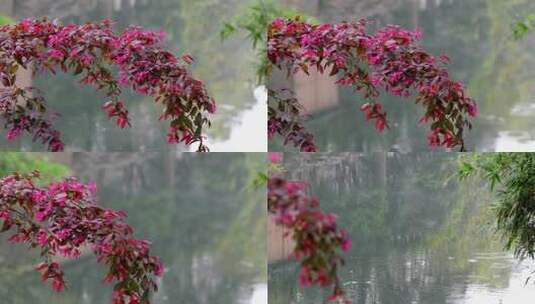 下雨空镜春雨唯美清新雨景高清在线视频素材下载
