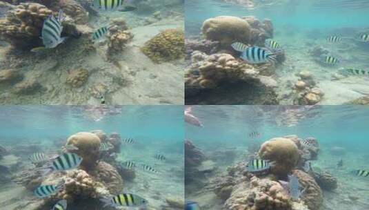 印尼大海海岛鱼群航拍709高清在线视频素材下载