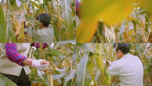 4K实拍农民摘田地里的玉米视频素材高清在线视频素材下载