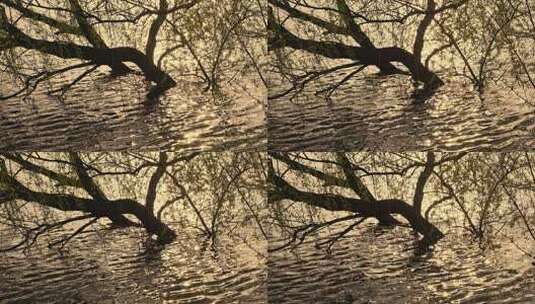 春天湖边逆光的柳树剪影随风摇曳的慢镜头高清在线视频素材下载