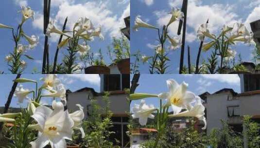 百合花唯美，晴天，花，田园，空境高清在线视频素材下载