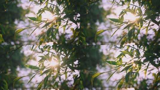 阳光穿过柳树叶子唯美空镜高清在线视频素材下载
