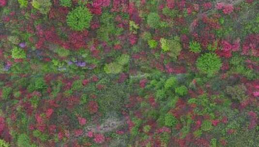 杭州余杭鸬鸟山顶杜鹃花春天映山红航拍高清在线视频素材下载