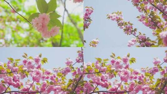 唯美春季花朵日本晚樱温暖治愈高清在线视频素材下载