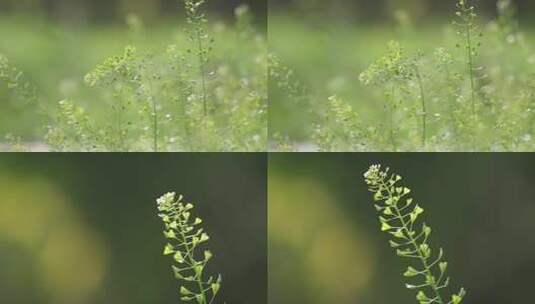 小草摇曳高清在线视频素材下载