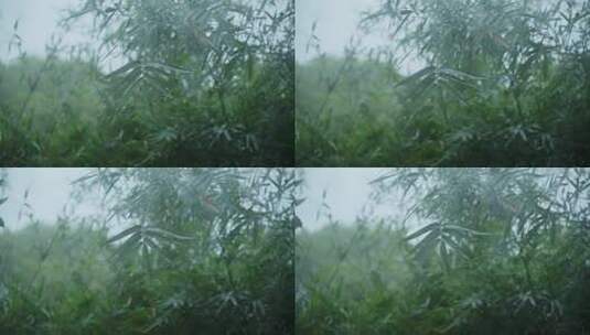 雨中的竹子高清在线视频素材下载