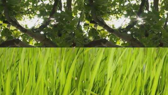 春末夏初植物树木草丛绿油油高清在线视频素材下载