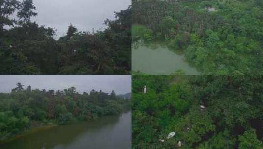 湿地鸟群 湿地鸟巢  白鹭 航拍鸟群高清在线视频素材下载