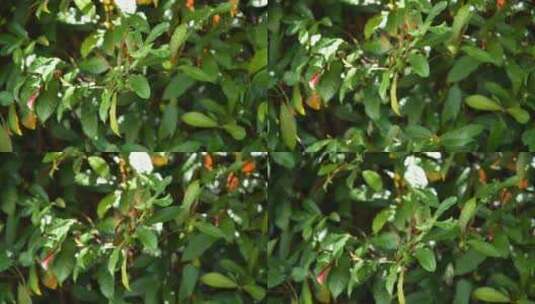 观赏红叶桂树高清在线视频素材下载