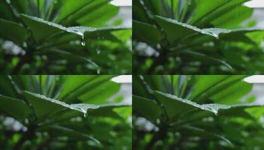 淅沥沥雨天及雨后高清在线视频素材下载