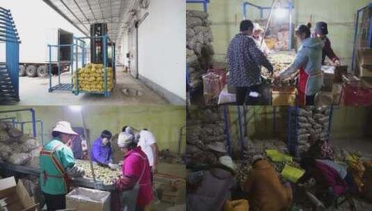 农民分拣 装运 土豆 马铃薯 地蛋高清在线视频素材下载