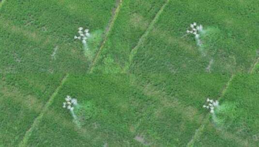 农业植保无人机在农田中喷洒农药航拍高清在线视频素材下载