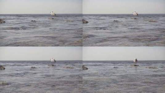 水中岩石上的孤鸥高清在线视频素材下载