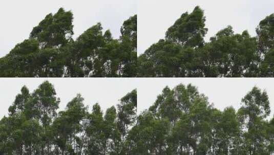 阴天森林风吹树林雨天树叶随风摇曳自然景观高清在线视频素材下载