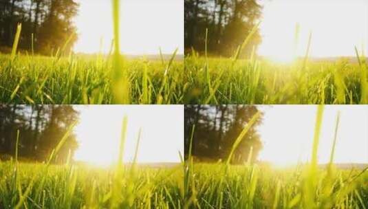逆光视角和草地的小草温馨画面高清在线视频素材下载