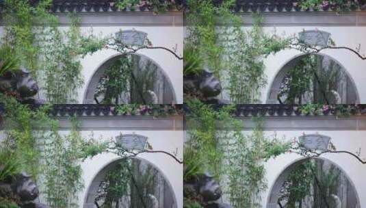 中式园林花园里的植物树和竹子高清在线视频素材下载