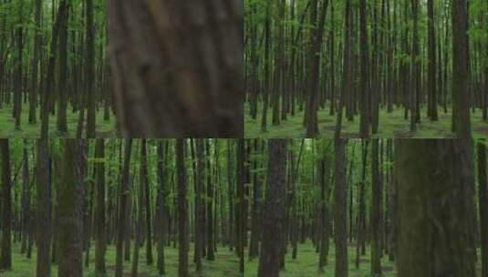 自然-树林-茂密-平视-横移-全景高清在线视频素材下载