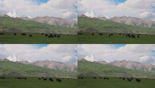西藏那曲雪山脚下草原上的牦牛群高清在线视频素材下载