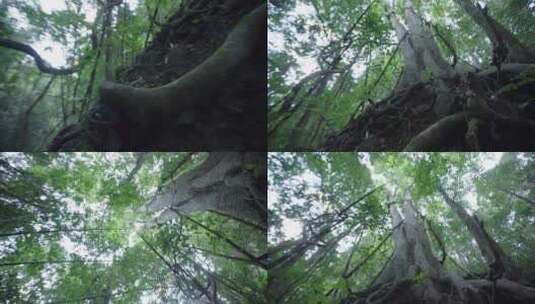 云南普洱蜿蜒曲折的树木特写高清在线视频素材下载