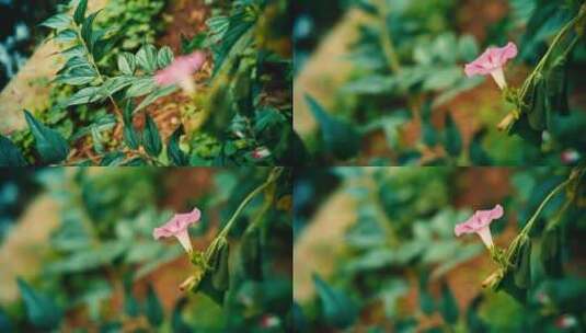 空镜花草植物高清在线视频素材下载