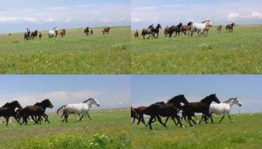 草原上奔腾的马群高清在线视频素材下载