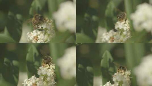 蜜蜂在野外采蜜高清在线视频素材下载