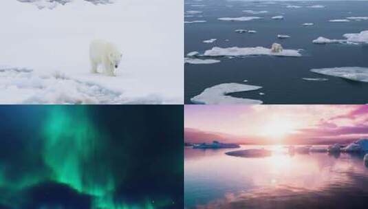 【合集】极光 北极熊 风景 北极风光高清在线视频素材下载