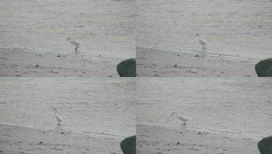 深圳湾红树林湿地生态高清在线视频素材下载