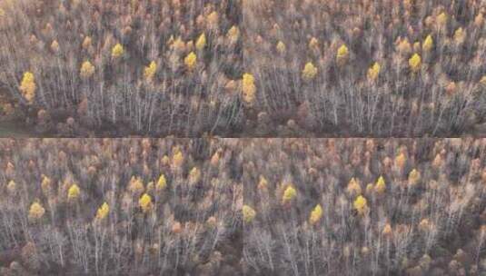 鸟瞰晚秋油画效果的森林高清在线视频素材下载