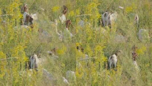 夏天一群山羊在草丛中觅食高清在线视频素材下载
