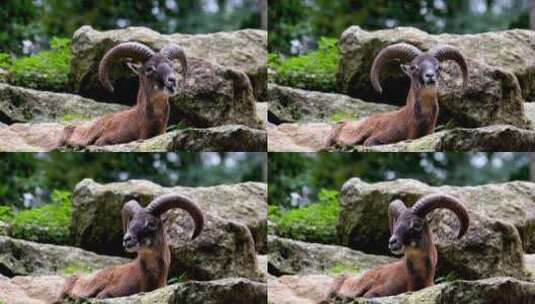 长着大羚角的山羊在石头上休息高清在线视频素材下载