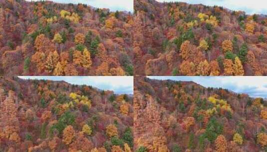 4K秋天色彩五花山光雾山秋景风光自然新疆高清在线视频素材下载