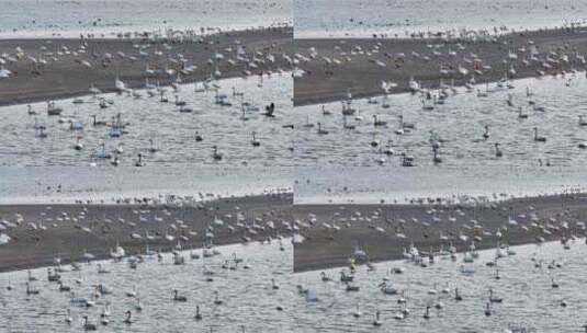 长江冬季江滩上栖息的小天鹅赤麻鸭悬停航拍高清在线视频素材下载