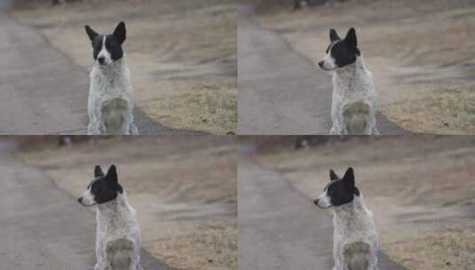 中华田园犬高清在线视频素材下载