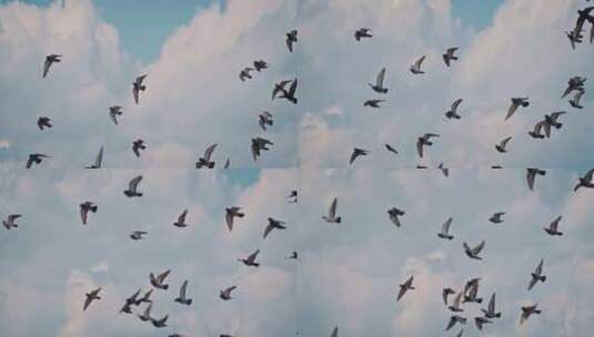 飞鸟在天空翱翔4k高清在线视频素材下载