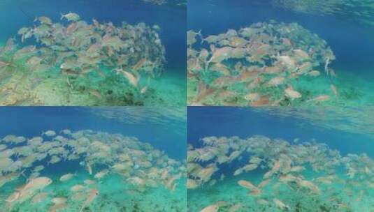 充满活力的珊瑚礁上的彩色水下世界观。高清在线视频素材下载