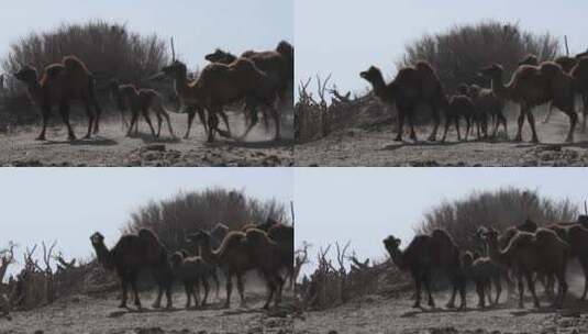骆驼高清在线视频素材下载