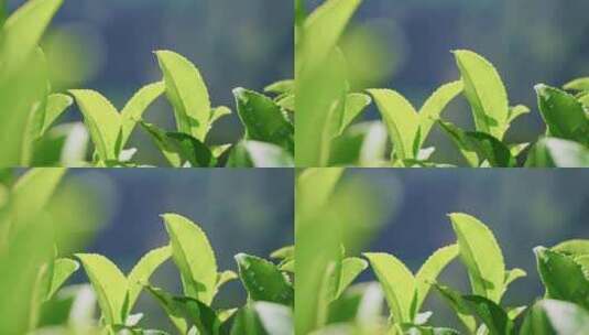茶山茶园红茶绿茶茶叶种植高清在线视频素材下载