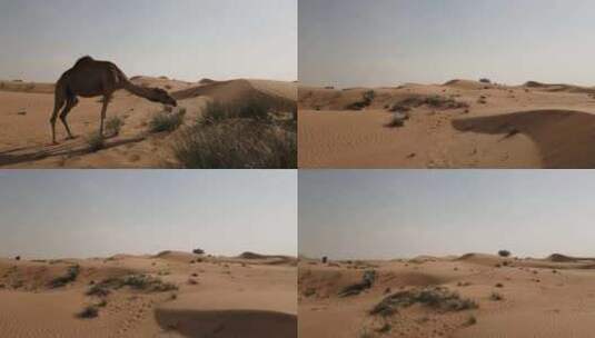沙漠骆驼寻找水源觅食高清在线视频素材下载