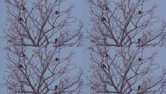 冬季树枝上的鸟高清在线视频素材下载